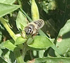 Apis mellifera