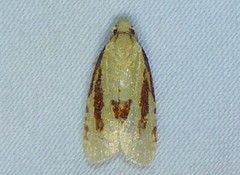 Sparganothis bistriata
