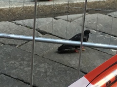 Columba livia domestica