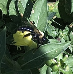 Xylocopa virginica