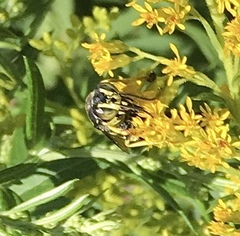 Bicyrtes quadrifasciatus