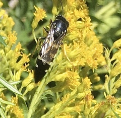 Bicyrtes quadrifasciatus