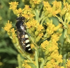 Bicyrtes quadrifasciatus
