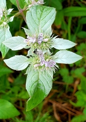 Pycnanthemum albescens