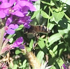 Apis mellifera