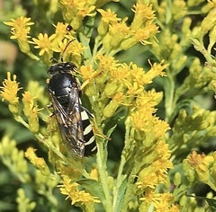 Bicyrtes quadrifasciatus