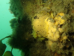 Hymeniacidon perlevis