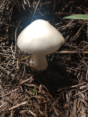 Fungi