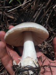 Fungi