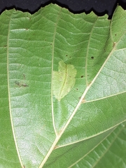 Phyllonorycter rajella