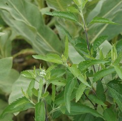 Eupatorium serotinum
