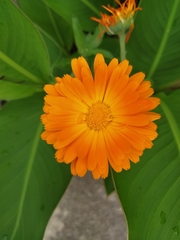 Calendula officinalis