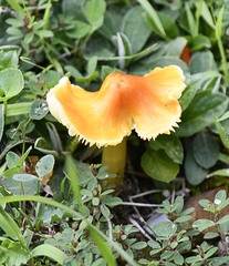 Hygrocybe cuspidata