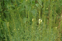 Linaria vulgaris