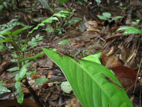 Enyalioides laticeps
