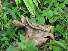 Copeoglossum nigropunctatum