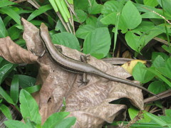 Copeoglossum nigropunctatum