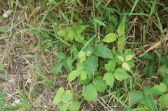 Toxicodendron radicans