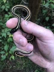 Thamnophis sirtalis annectens