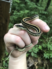 Thamnophis sirtalis annectens