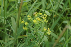 Euphorbia virgata
