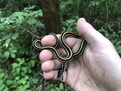 Thamnophis sirtalis annectens