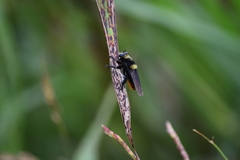 Mallophora ruficauda