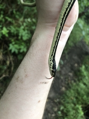 Thamnophis sirtalis annectens