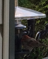 Haemorhous mexicanus