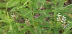 Plantago lanceolata