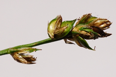 Carex muricata