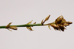 Carex muricata