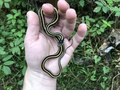 Thamnophis sirtalis annectens