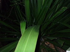 Doryanthes