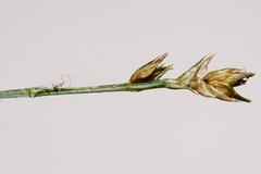 Carex muricata
