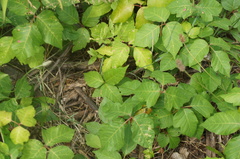Toxicodendron radicans