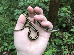 Thamnophis sirtalis annectens