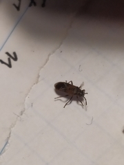 Rhyparochromus vulgaris