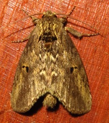 Malocampa mephitis