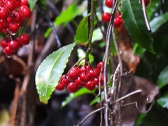 Ardisia crenata