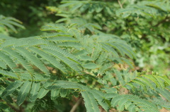 Albizia julibrissin