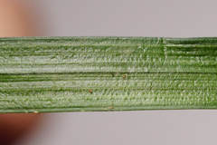 Carex muricata
