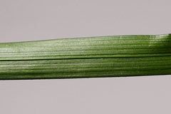 Carex muricata