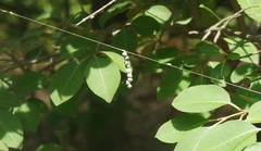 Mecynogea lemniscata