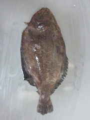 Paralichthys adspersus