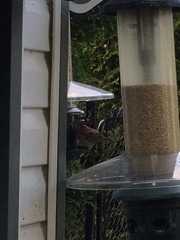 Haemorhous mexicanus