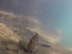 Herichthys carpintis