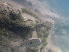 Herichthys carpintis