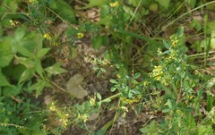 Melilotus officinalis