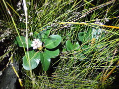 Rhaphiolepis umbellata